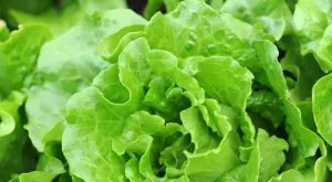 5 големи ползи за здравето от зелените храни