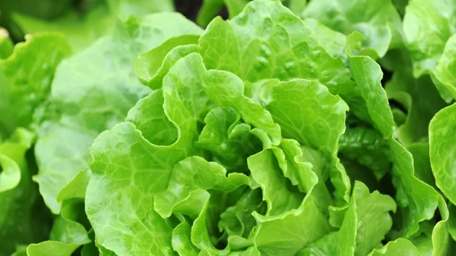 5 големи ползи за здравето от зелените храни