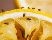 Гениален метод, с който ще се оттървете от плодовите мушички у дома завинаги