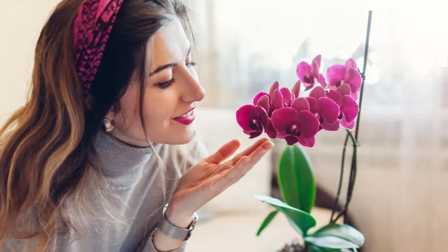 Тази подправка ще накара орхидеята да цъфти пищно и дълго