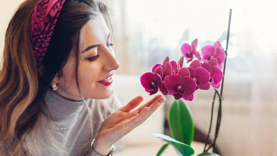 Орхидеята ще започне да цъфти по-бързо, ако направите това през есента