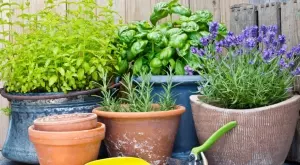 Най-лесните за отглеждане билки