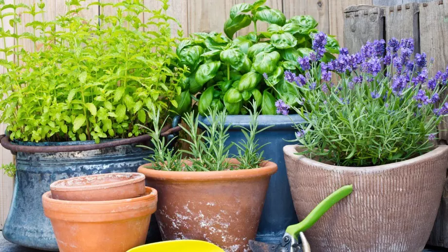 Най-лесните за отглеждане билки