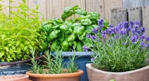 Поверия и ритуали на Еньовден, празникът на билките