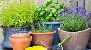 Балансирайте женските хормони с помощта на билки