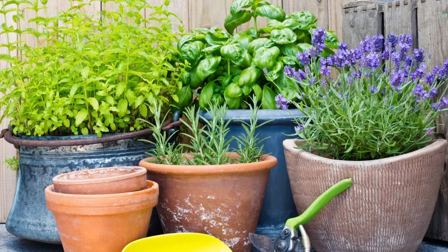 Балансирайте женските хормони с помощта на билки