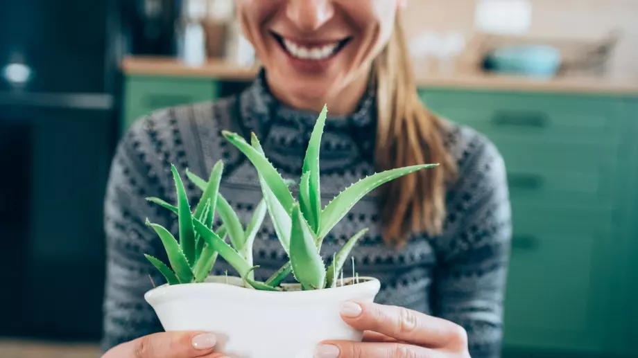 Цветята-лечители, които задължително трябва да присъстват във всеки дом