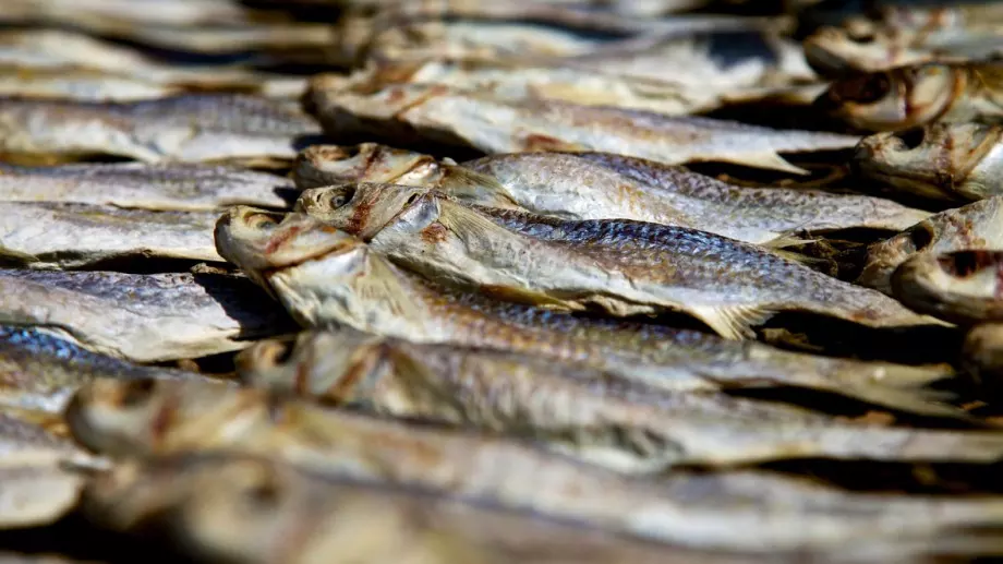 Как правилно да сушим риба? Начини на осоляване и сушене