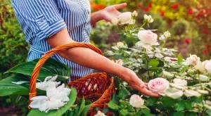 4 тайни за пищен цъфтеж на розите