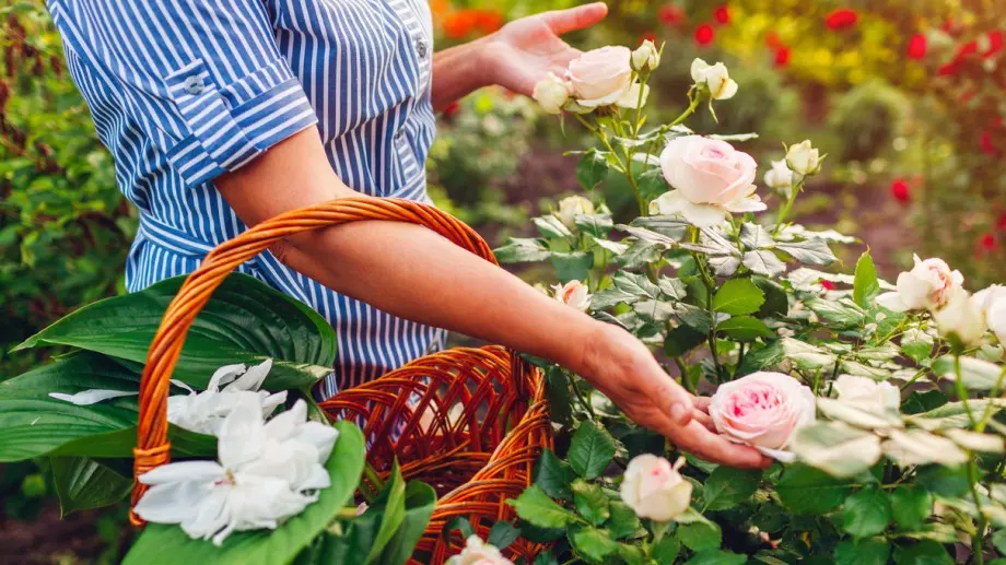 Заровете пирон до розите и вижте какво ще се случи