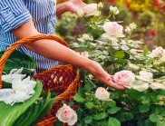 Подхранване на розите с яйчени черупки - ето какво е важно да знае всеки градинар