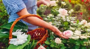 4 трика за отглеждане на пищни и красиви рози