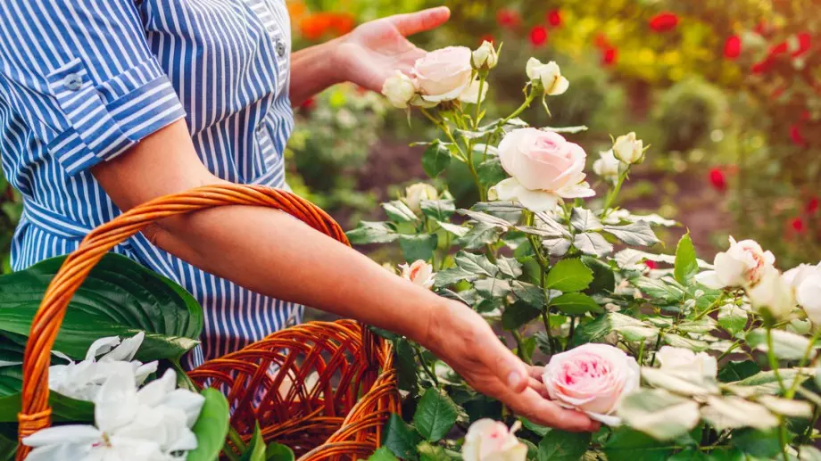 Как да торите розите през септември, за да цъфтят до зимата 
