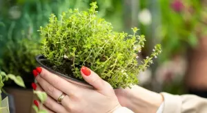 10 ползи за здравето ни от мащерката