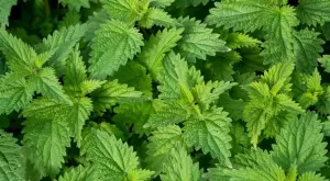 Невероятните ползи от копривата