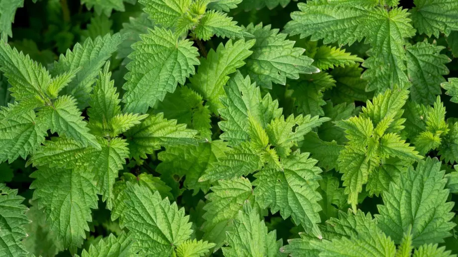 Невероятните ползи от копривата