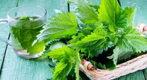 За какво е полезен чаят от коприва?