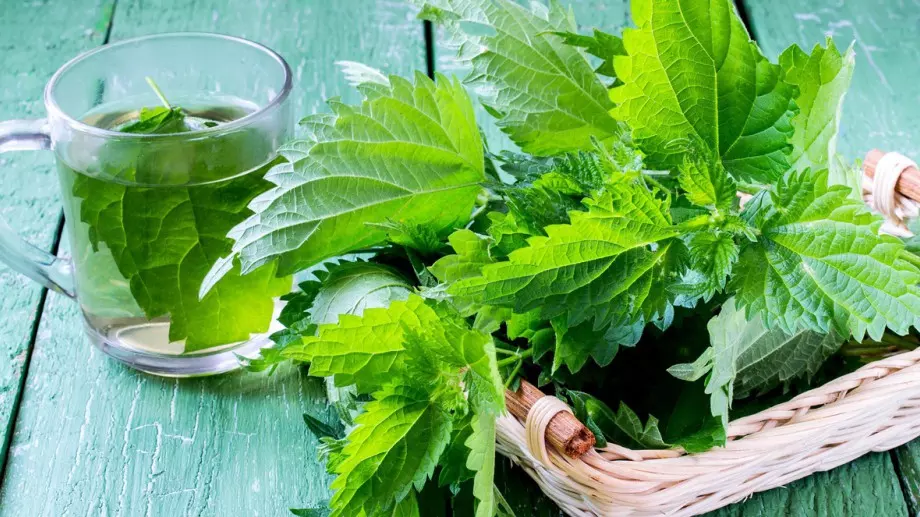 За какво е полезен чаят от коприва?
