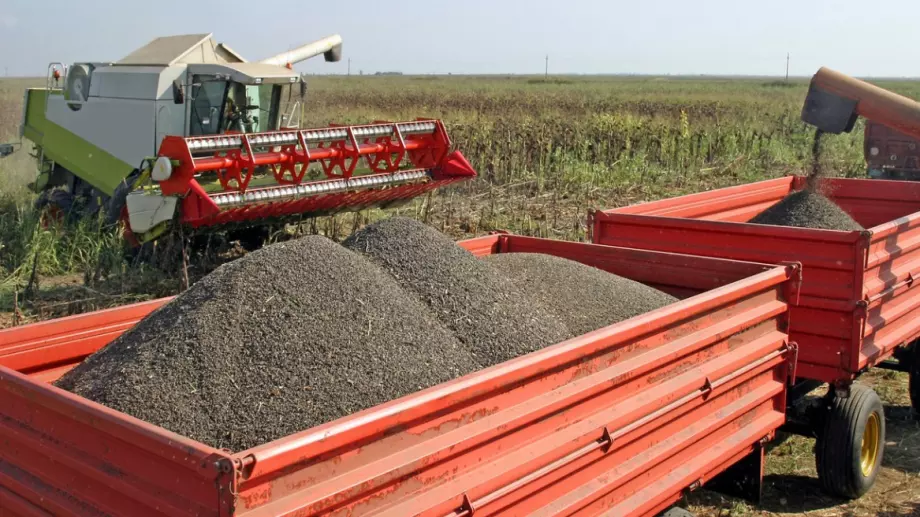 Български търговци предлагат високи цени за слънчоглед в Гърция