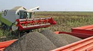 Печелим или губим от вноса на слънчоглед от Украйна?