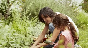 7 причини да НЕ използвате пепел в градината