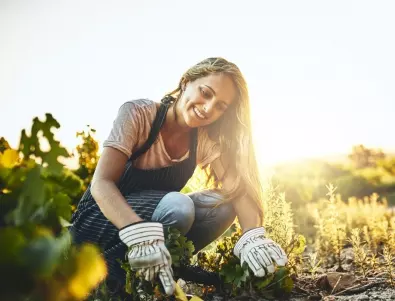 5 приложения на калиевия перманганат, които всеки градинар трябва да знае