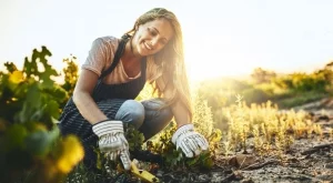 7 фатални грешки, които всеки градинар допуска при употребата на бабини лекове