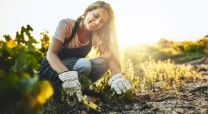 Заровете банан и яйце в градината си и вижте какво ще се случи