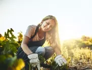 4 лесни съвета да унищожите паякообразни акари в градината, за да не загубите реколтата си