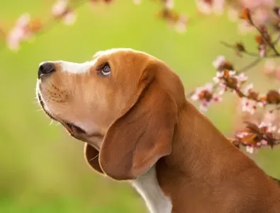 Нарциси и 6 други градински растения, които са опасни за кучетата
