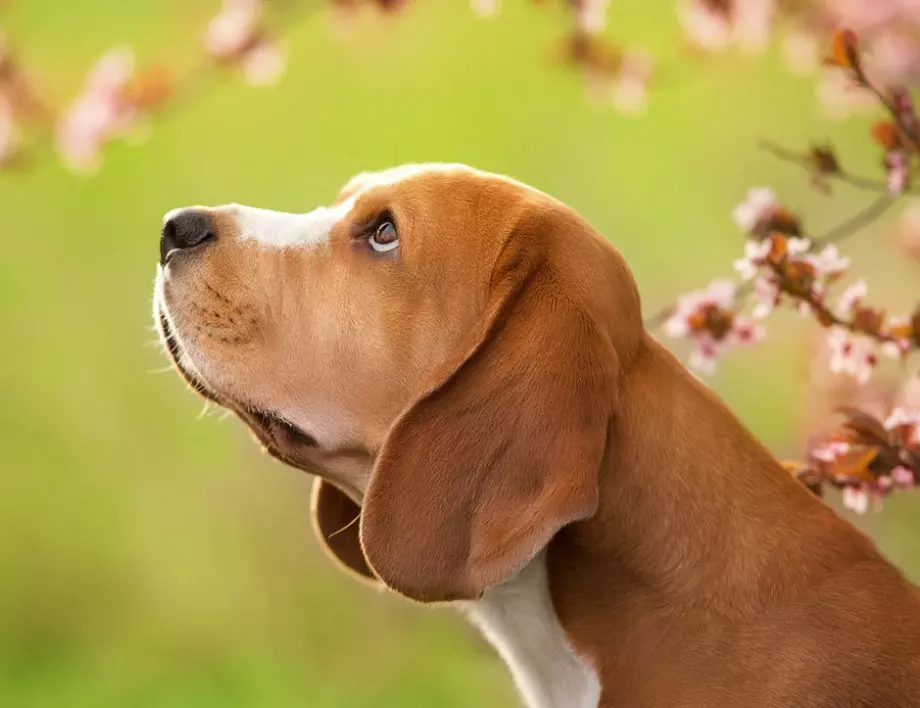 Кои растения са опасни за кучетата?
