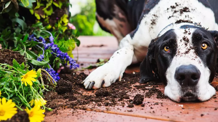Притча за напразното оплакване