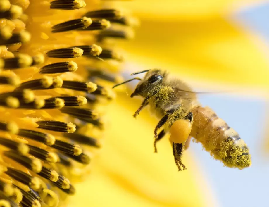 ЕС планира повече помощ за намаляващите популации на пчели  