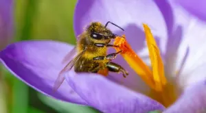 Любопитни факти за пчелите, които може би не знаете