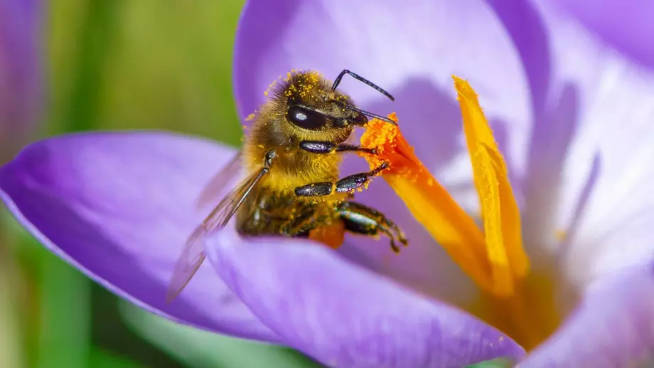Любопитни факти за пчелите, които може би не знаете