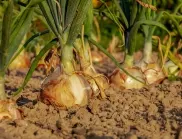 Златни правила за богата реколта от лук, които всеки градинар трябва да знае