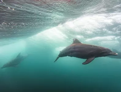 Русия използва дресирани делфини за защита на Севастопол