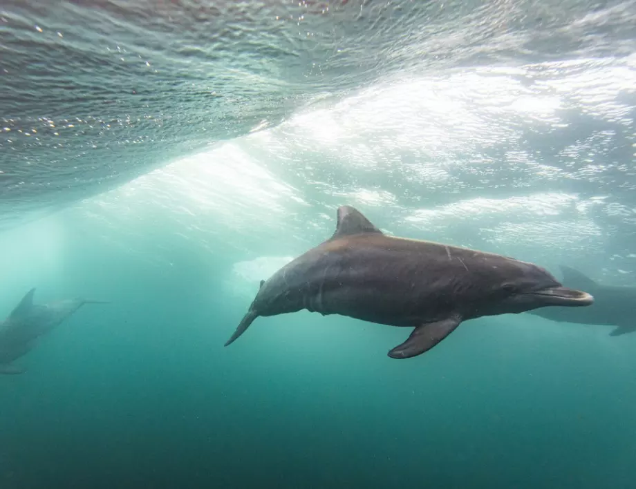 Руски военни кораби причиняват масова смърт на делфини в Черно море 