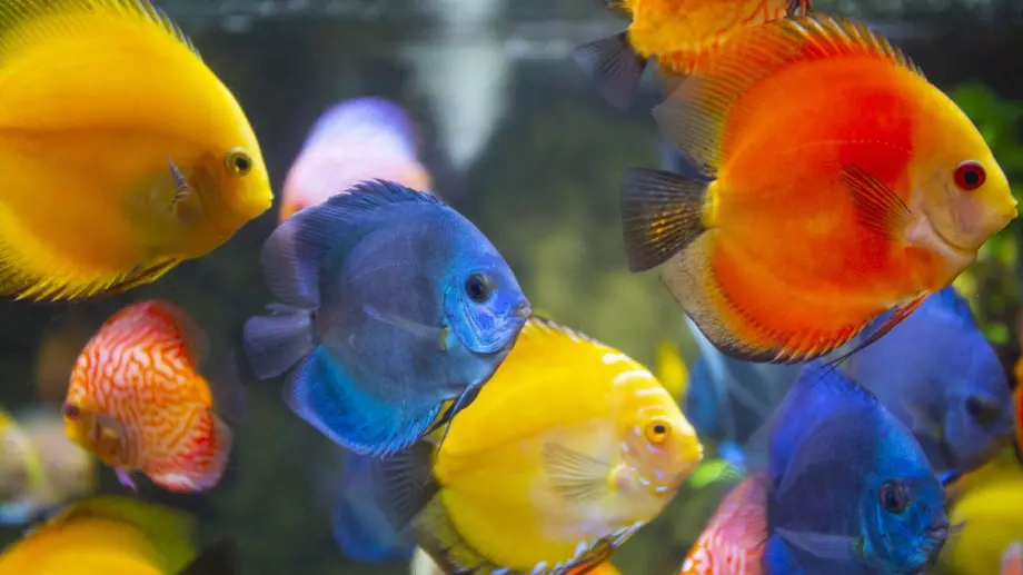 Доказаха, че и рибите могат да смятат