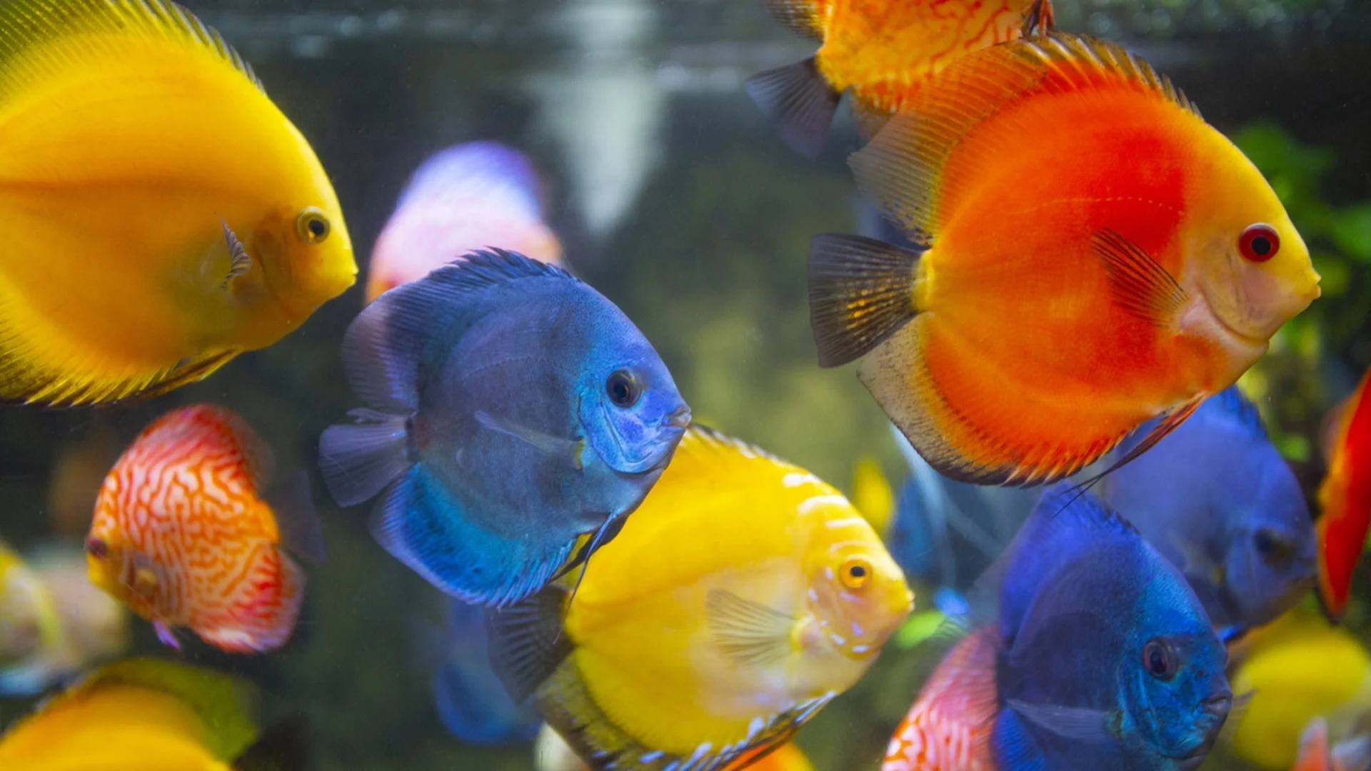 Странен факт: Рибите и огледалата