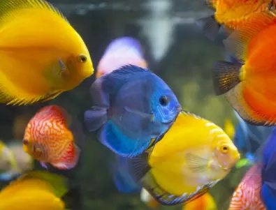 Странен факт: Рибите и огледалата
