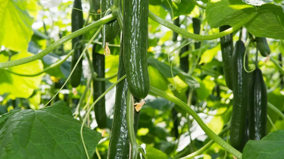 3 грешки, които са фатални за краставиците