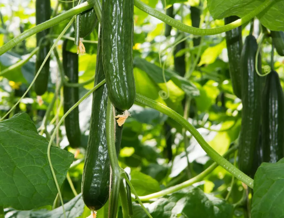 Най-ефективният лек срещу брашнеста мана по краставиците, който увеличава реколтата цели 3 пъти