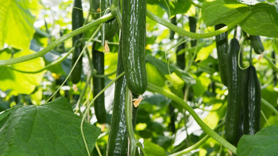 Грешката, която е фатална за реколтата на краставиците