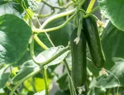 Полейте краставиците само 3 пъти с този разтвор и реколтата им ще е 3 пъти по-богата