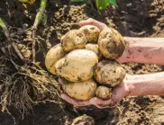 Какво да заровим в дупките на картофите за ДВОЙНО по-богата реколта