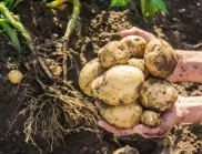 Kартофите ще поскъпнат двойно тази година, предупреждават производителите