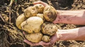 Българските картофи поскъпват двойно - ето защо
