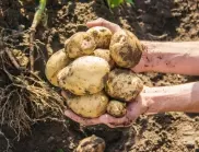 Картофи: Как от 20 корена да се съберат 40 кофи с картофи