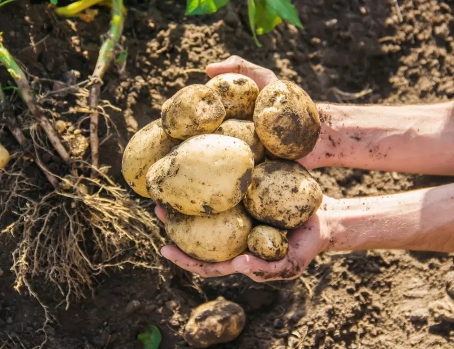 Градинар: Не вадете картофи в това време